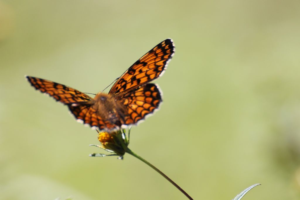 Melitaea phoebe? S